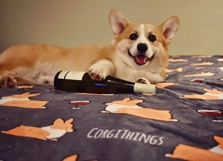 Corgis & Wine Fleece Blanket | 3 Sizes